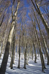 Nel mezzo della faggeta con la neve