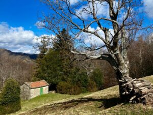 Albero e casa nella valle della Limentra