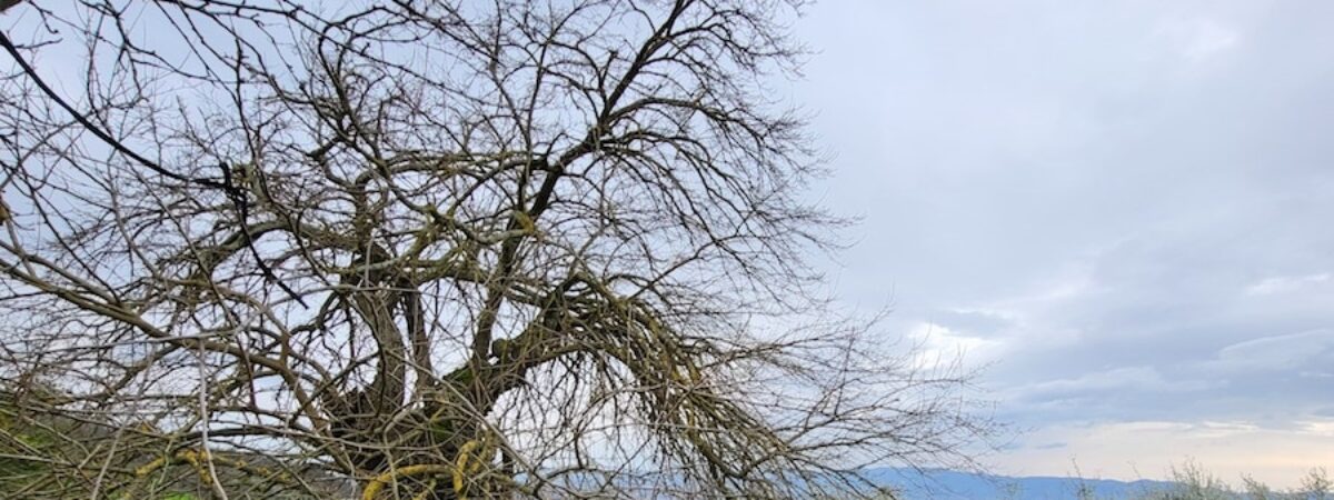 Alla scoperta de: Gli alberi monumentali di Montemurlo